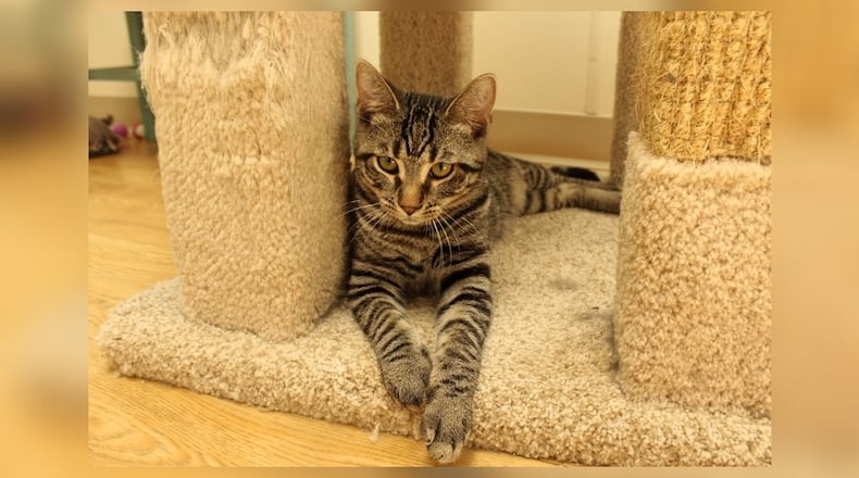 Hello there, I’m Clove. I’m here with my mom, Rosemary, and my three siblings. We were brought here by a kind, magical fairy who found us in a meadow. She whispered a spell, and suddenly we were in this warm, safe place. I love to play, and I’m as sweet as can be. I’m always ready to make new friends, and I’ve got plenty of kitten energy to keep you entertained. I promise to fill your life with laughter, love, and a little bit of magic. Come visit Clove at Paws Animal Shelter, 1535 West U.S. Highway 36, Urbana, online at pawsurbana.org, Facebook at facebook.com/paws.urbana, on Petfinder at petfinder.com or call 937-653-6233. Paws is in need of volunteers and foster homes. CONTRIBUTED