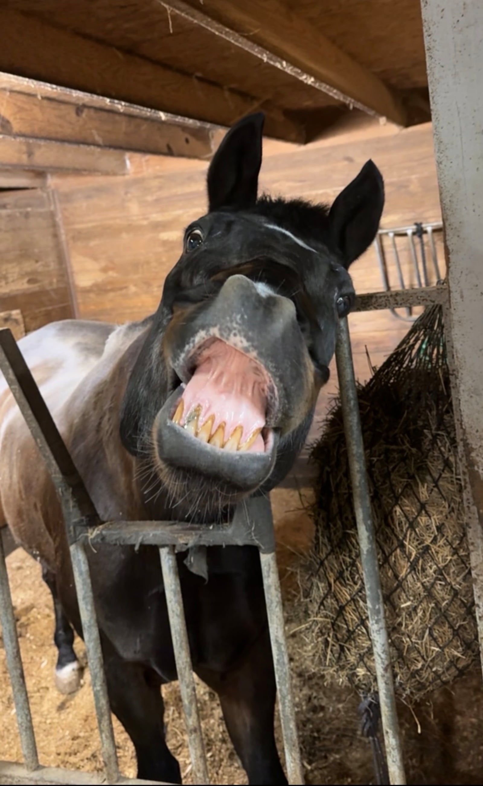 Moe the smiling horse. CONTRIBUTED