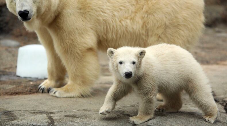 The Columbus Zoo and Aquarium is offering half-priced admission through the end of February 2021.