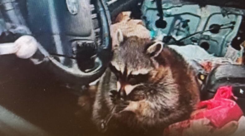 Chewy the raccoon, with a meth pipe, on May 5, 2025. Photo courtesy the Springfield Twp. police, near Akron, Ohio