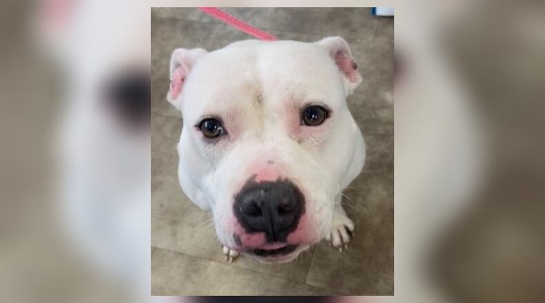 Sunny is a 2-year-old, 42 lb., American Bully. She’s a super sweet, fun, loving happy girl. She seems good around other dogs but we do always recommend a meet and greet, prior to adopting. Her adoption fee this week is $111, and that includes her spay, vaccines, heartworm test, monthly flea and heartworm prevention, microchip, 2022 dog license, and a free vet check. Call 937-521-2140, for an appointment. Clark County Dog Shelter is at 5201 Urbana Road, Springfield. CONTRIBUTED