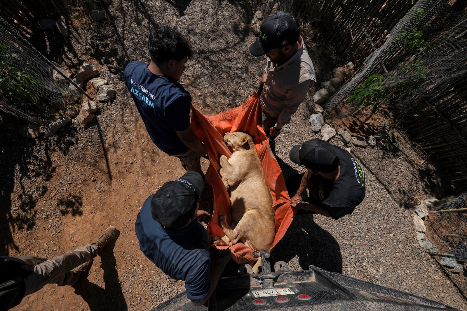 A lioness is carried to a transport cage at the animal refuge Ostok Sanctuary, on the outskirts of Culiacan, Mexico, Monday, May 19, 2025. (AP Photo/Felix Marquez)
