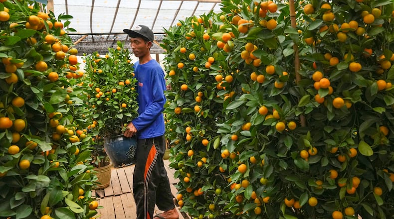 Potted orange trees in Jakarta, Indonesia. (AP Photo/Tatan Syuflana)
