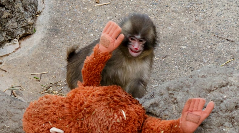 Punch, a 7-month-old macaque, plays with a stuffed toy at Ichikawa City Zoo in Ichikawa, near Tokyo, on Thursday, Feb. 19, 2026. Though his toy is larger than him, Punch manages to lug it around. (Ko Sasaki/The New York Times)