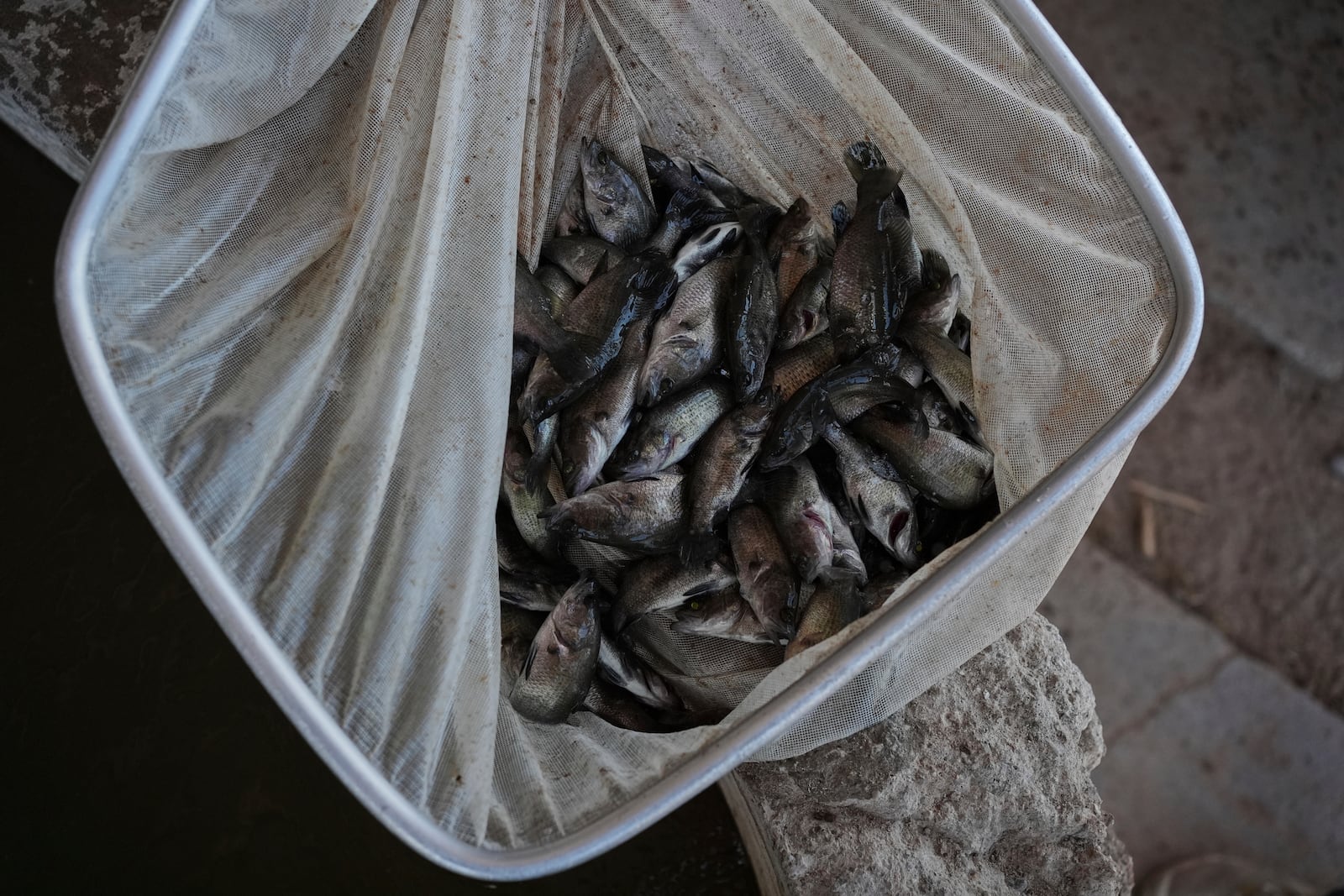 Juvenile barramundi fish sit in a net Saturday, April 19, 2025, at a Mainstream USA fish farm in Dateland, Ariz. (AP Photo/Joshua A. Bickel)
