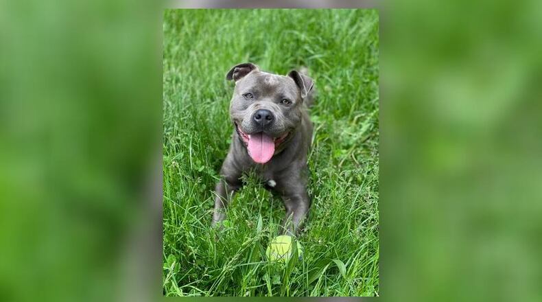 Seal is the Pet of the Week from the Clark County Dog Shelter. CONTRIBUTED