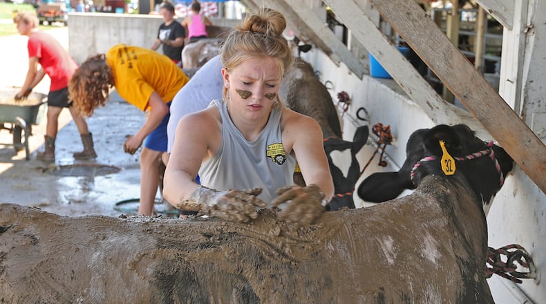 Kelsey Spencer coats a calf with mud Thursday, July 28, 2022 as she and her fellow "Mudders" get ready for the Jr. Dairy Grooming Contest at the Clark County Fair. BILL LACKEY/STAFF