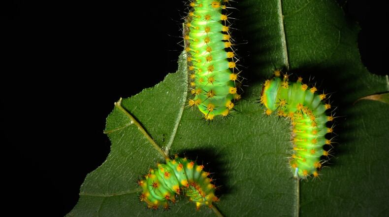 Antheraea Polyphemus (Polyphemus Moth) caterpillar .Photo contributed by Sarah Bennett Rogers