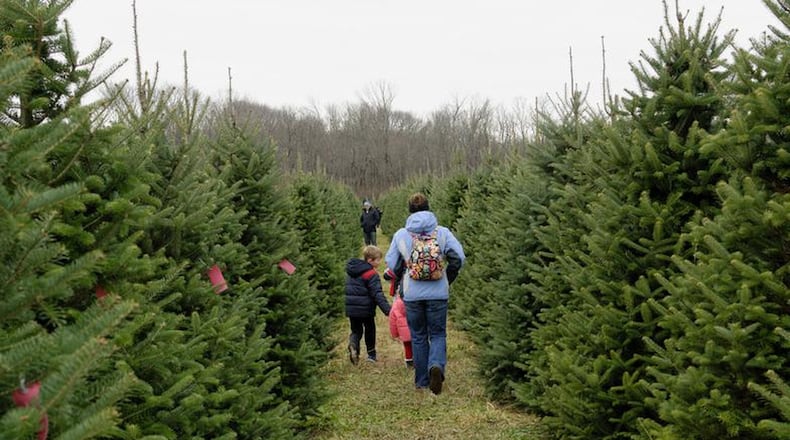 For many people, it’s time to pick out a Christmas tree. CONTRIBUTED