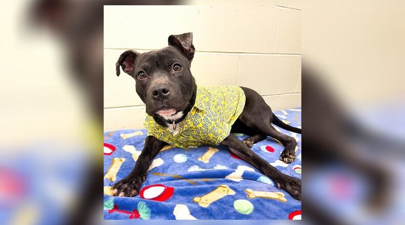 Meet Pluto. He is an approximate 40 lb., mixed breed, around 2.5 years old. He is full grown and shouldn’t get much bigger. He came into us as a stray, who was malnourished but very sweet. He has unconditional love to share with a family who can share just as much love back to him. His adoption fee is $111 this week, as he is the Pet of the Week. That includes his neuter, vaccines, heartworm test, microchip, dog license, and a free vet check. To meet Pluto, call 937-521-2140. Clark County Dog Shelter is at 5201 Urbana Road, Springfield. CONTRIBUTED