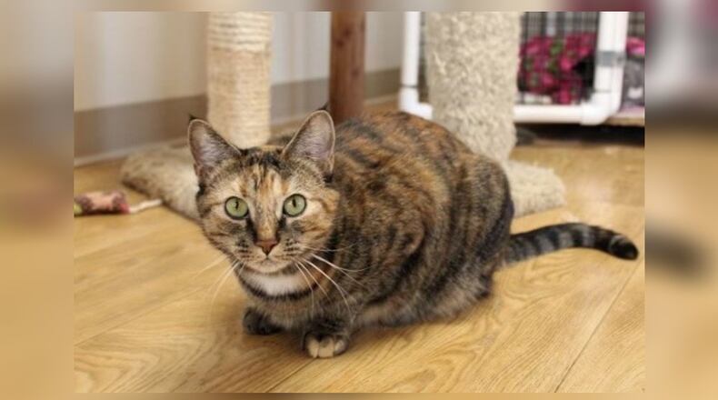 Meet Cinnamon! Cinnamon was found as a stray in Saint Paris when she was only four months old. She was brought into Paws Animal Shelter late September 2021. She hated quarantine and was so happy to be done with that and to be free to run around in one of our kitten rooms. She was adopted in December 2021 but the owner turned her into Paws in December 2023 as she said she had run into financial problems and was no longer able to keep them. She’s a very sweet, loving cat who just wants a true forever home! She’s the first cat to greet visitors to her room. She really is a love bug! Come visit her at the Paws Animal Shelter is at 1535 West U.S. Highway 36, Urbana. Check out Paws at pawsurbana.com, on Facebook at facebook.com/paws.urbana, on Petfinder at petfinder.com or call 937-653-6233. Paws is in need of volunteers and foster homes. CONTRIBUTED