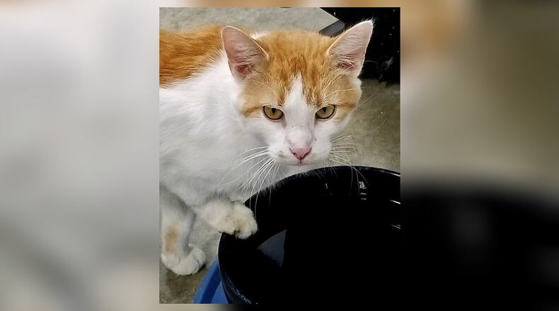 Tom is a 5-year-old neutered male cat. He found himself homeless and in very bad shape. He was so happy to find shelter, food and medication. Tom is feeling and looking so much better now and is hoping to find a forever family to love. Come visit Tom at the Cattery at the Paws Animal Shelter (PAWS), 1535 West U.S. Highway 36, Urbana. Check out PAWS at www.pawsurbana.com, on Facebook at www.facebook.com/paws.urbana, on Petfinder at petfinder.com or call 937-653-6233. CONTRIBUTED