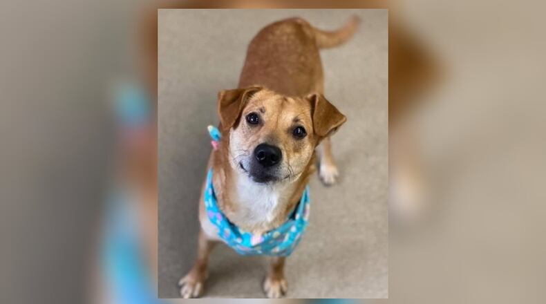 Coroline is a medium-sized 3-year-old Mix. She loves treats and play time. She is vaccinated, microchipped, vet checked and will have her current license for $77 as she is the Pet of the Week. Coroline is at the Clark County Dog Shelter, 5201 Urbana Road, Springfield. The shelter can be reached at 937-521-2140, or visit www.facebook.com/clarkcountydogshelter for more information. CONTRIBUTED