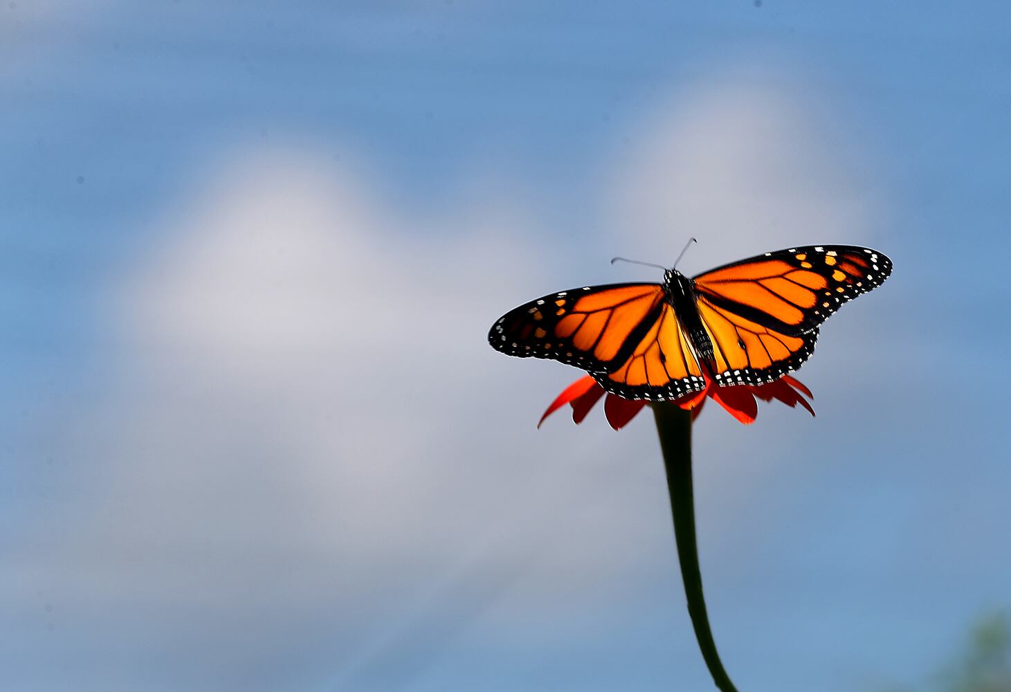 091821 Butterflies SNS