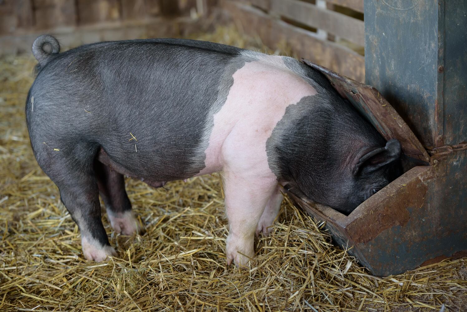 PHOTOS: Wooly Wonders - Spring on the Farm Family Event at Learning Tree Farm