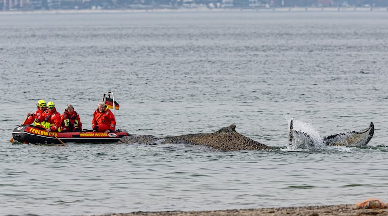 People from the Institute for Terrestrial and Aquatic Wildlife Research and firefighters attempt to free a whale washed up on the beach on the Baltic coast near Timmendorfer Strand, Germany, Monday, March 23, 2026. (Ulrich Perrey/dpa via AP)
