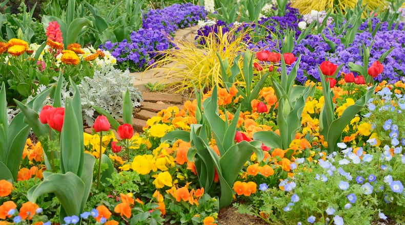 Colorful spring flowers. Tulips, pansies, anemones, silver ragwort, etc. GETTY IMAGES/ISTOCKPHOTO