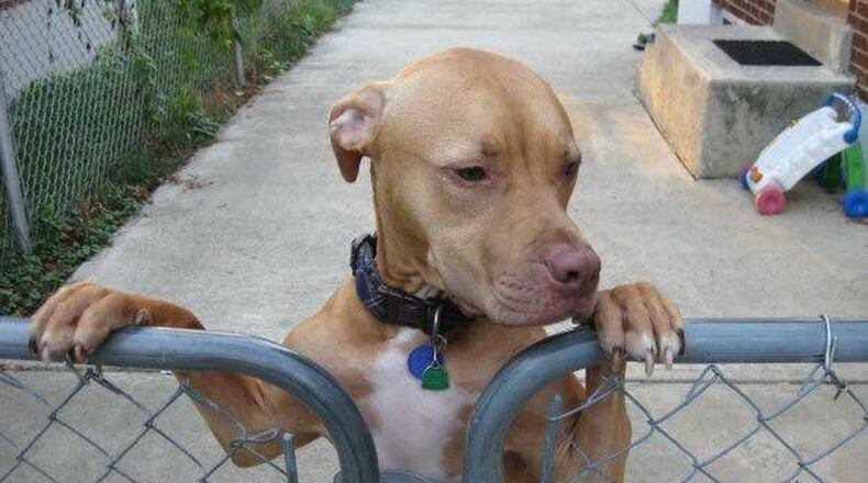 Dyson the dog was killed after being in the Montgomery County Animal Resource Center for five days in 2016. Owners Josh and Lindsey Glowney have sued Kettering and county officials. CONTRIBUTED