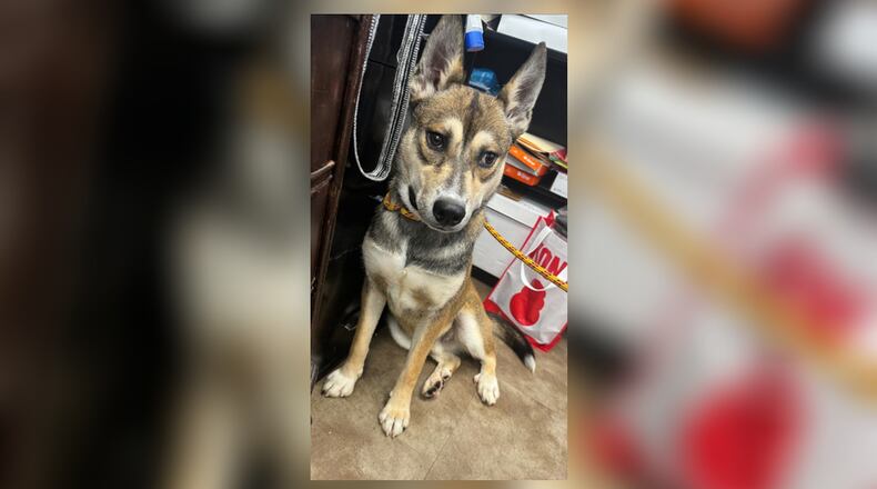 Stop by the Clark County Dog Shelter to meet Ricky! He is a 6-7-month-old Husky mix who is looking for his new home. This poor guy spent the first few months of his life in a cage with very little human contact so, he is very shy and will take some time warming up to new people. He needs someone who will be very patient with him and show him humans can be nice and loving. His adoption fee includes his vaccines, neuter, microchip, and dog license. Clark County Dog Shelter is at 5201 Urbana Road, Springfield. CONTRIBUTED