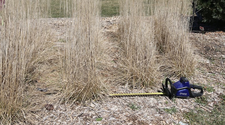 Electric hedge trimmers are perfect for cutting back ornamental grasses. CONTRIBUTED