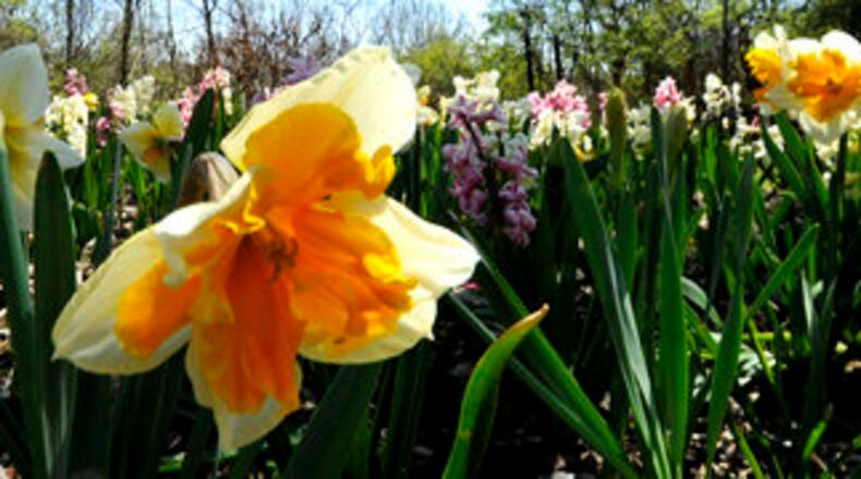 Spring bulbs soon will bloom, and columnist Pam Cottrel cannot wait. FILE