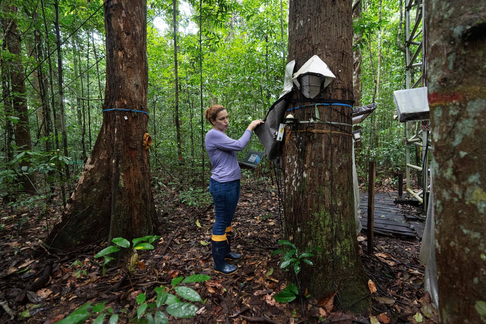 Researcher Ari Miranda Gomes collects sap from a tree at the Esecaflor project, where scientists mimic drought to understand how the rainforest might respond to a drier future, in Caxiuana National Forest, Para state, Brazil, Thursday, March 20, 2025. (AP Photo/Jorge Saenz)