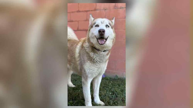 Meet Clark County Dog Shelter’s Pet of the Week Reid. He is an adult mature Husky, around 65 lbs., who is looking for his new furever home. He is pretty mellow and friendly for his breed. Stop, meet him and bring your other pets to make sure he is a good match. His adoption fee is $22 this week and that includes neuter, vaccines, microchip, dog license, and a free vet check. Clark County Dog Shelter is at 5201 Urbana Road, Springfield. CONTRIBUTED