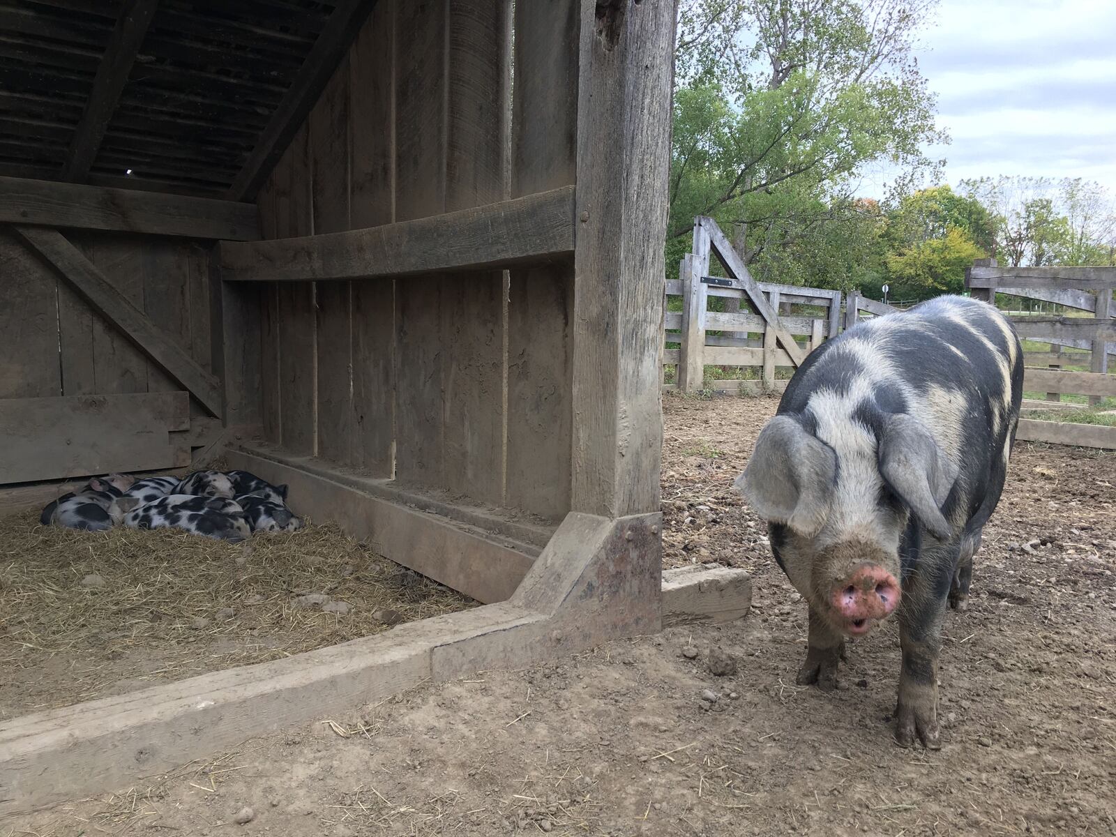 Carriage Hill MetroPark recently had two mamma Spot Pigs give birth to two litters of eight piglets. The public can visit the piglets for about another month before the piglets are moved to other locations.
