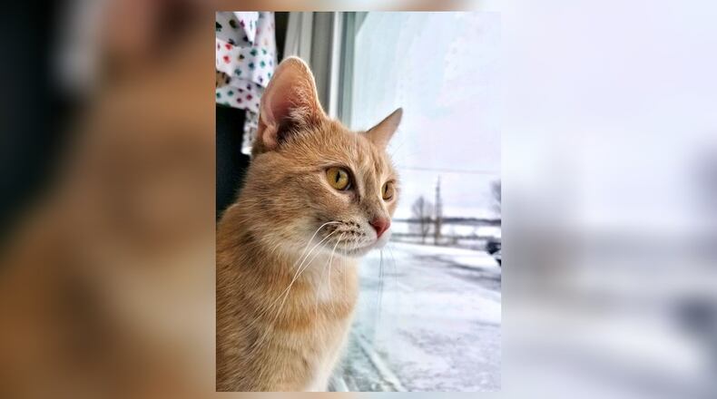 Rizzo is a 3-year-old female orange tabby. She has a kind soul and enjoys watching the birds outside the window. Rizzo is looking for a quiet home; however, she will probably do well in most any home. Rizzo does well with the other cats here. She has been spayed. Come visit her in the Cattery at the Paws Animal Shelter, 1535 West U.S. 36, Urbana. Check out PAWS at www.pawsurbana.com, on Facebook at www.facebook.com/paws.urbana, on Petfinder at petfinder.com or call 937-653-6233. PAWS is in need of volunteers and foster homes. CONTRIBUTED