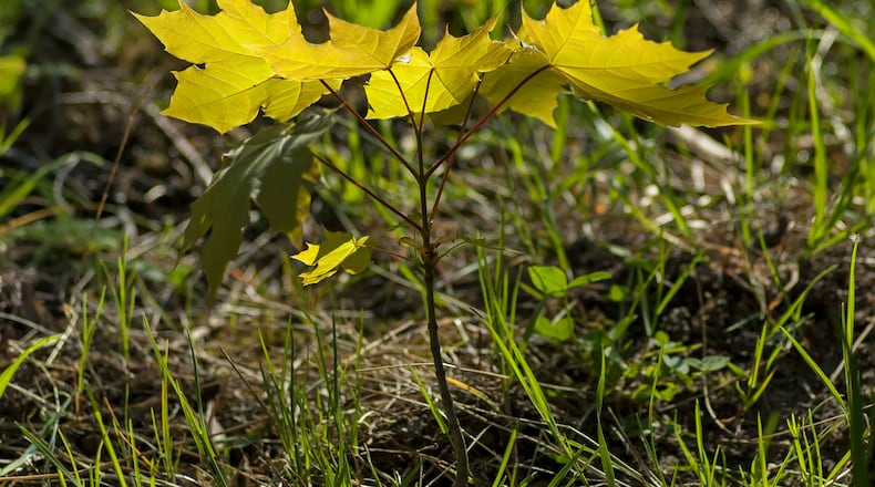 A young maple sapling. The sugar maple is native to Ohio and provides nectar for pollinators. COX/iSTOCK
