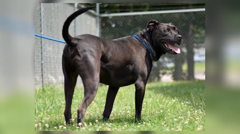 Monty is around 4 1/2-years-old and weighs in around 80 lbs. He’s a big boy with a lot to offer. He likes to be the king of his castle and will do best as such. He’ll come neutered, fully vaccinated, vet checked, microchipped and with a current license for $22 this week as he is the Clark County Dog Shelter’s Pet of the Week. Monty is at the Clark County Dog Shelter, 5201 Urbana Road, Springfield. Call 937-521-2140 or visit www.facebook.com/clarkcountydogshelter for more information. CONTRIBUTED