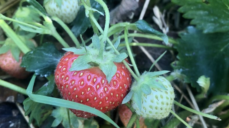 You can pick your own strawberries and black raspberries at Stokes Berry Farm in Wilmington. CONTRIBUTED/DEBBIE JUNIEWICZ