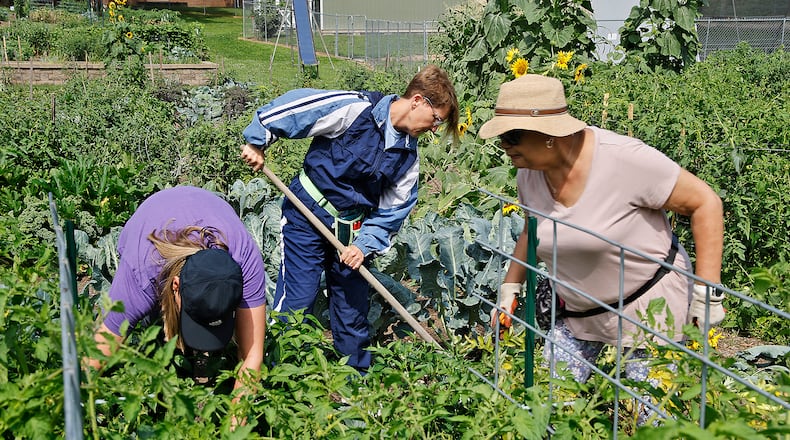 Melanie Toles, left, Dana Scott, center, and Mary Murphy pictured harvesting vegetables from their garden at the Jefferson Street Oasis on July 12, 2024. New data from the Clark County Combined Health District shows rising rates of food insecurity in the county, but community gardens could be a way to combat hunger. BILL LACKEY/STAFF FILE