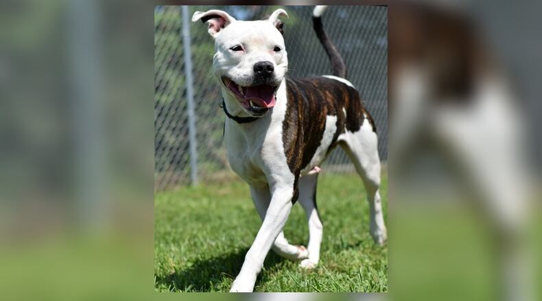 Lindsey is an American Bully mix, approximately around 3 years old. Lindsey is fun, loves to play and would make a great companion for just about anyone who is looking for a larger breed. Her adoption fee is $22 this week as she is Clark County Dog Shelters Pet of the Week. This includes her alteration, inoculations, microchip, 2021 dog license and a free vet check. Lindsey is at the Clark County Dog Shelter, 5201 Urbana Road, Springfield. Call 937-521-2140 or visit www.facebook.com/clarkcountydogshelter for more information. CONTRIBUTED