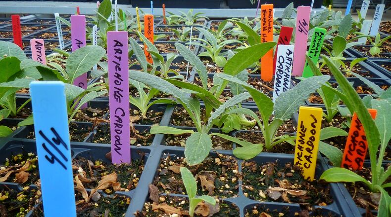 New Carlisle residents can learn how to garden through a new program started by the public library and New Carlisle Community Garden. CONNIE POST/STAFF