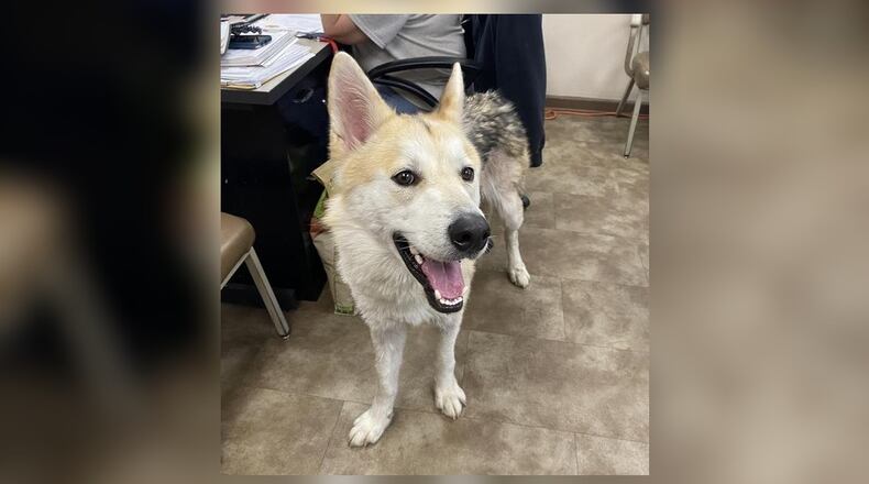 Meet Stem. He is a large Shepherd/Husky mix, around 2-years-old. He is friendly and he seems okay with other dogs. We always recommend a meet-n-greet, prior to adopting. His adoption fee this week is $111, as he is Pet of the Week. That includes his neuter, vaccines, heartworm test, microchip, dog license, and a free vet check. Call 937-521-2140, to meet Stem. Clark County Dog Shelter is at 5201 Urbana Road, Springfield. CONTRIBUTED
