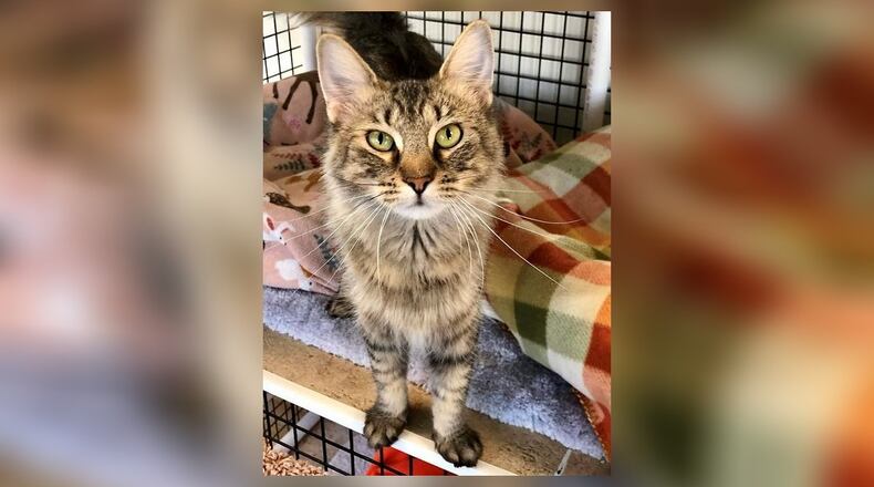 Joan is a very sweet 2-year-old spayed tiger. She came in with eight babies, and now that they are grown up she is looking for a home. Joan is a bit on the quiet side so she might be happiest in a quiet home. Come meet her in the Catacabana Room at the Paws Animal Shelter, 1535 West U.S. 36, Urbana. Check out PAWS at www.pawsurbana.com, on Facebook at www.facebook.com/paws.urbana, on Petfinder at petfinder.com or call 937-653-6233. PAWS is in need of volunteers and foster homes. CONTRIBUTED