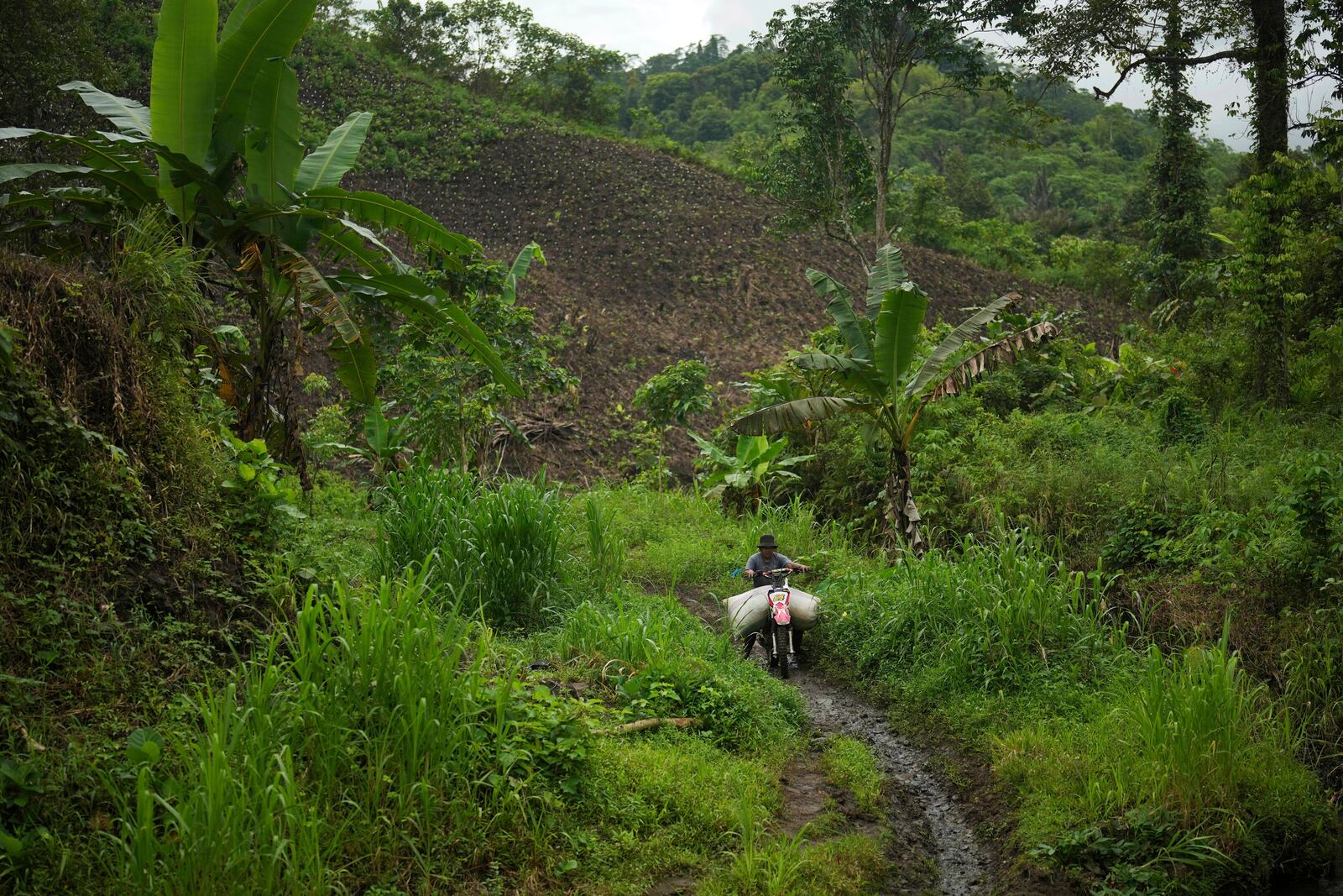 A farmer uses a motorcycle to transport a sack of dried patchouli as a newly opened patchouli farm is seen in the background in Simboro, West Sulawesi, Indonesia, Thursday, Feb. 27, 2025. (AP Photo/Dita Alangkara)