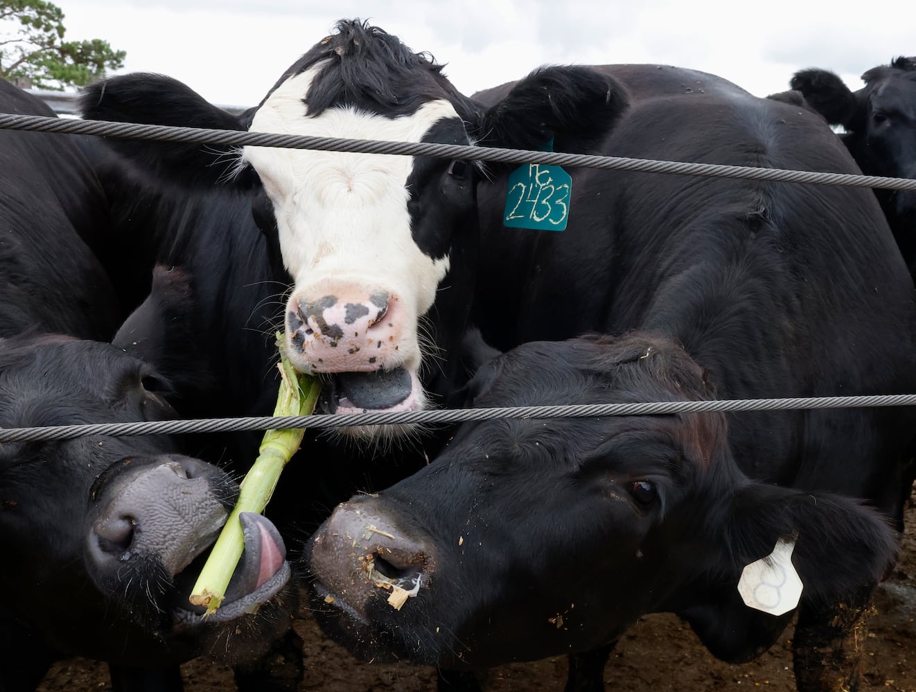 Local Focus SNS Harbarge Farm