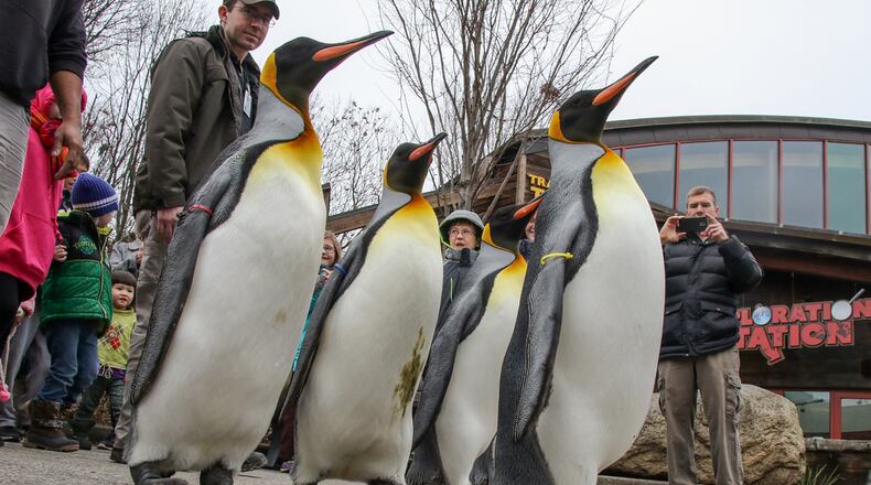 Penguin Days and the popular penguin parades have returned to the Cincinnati Zoo and Botanical Garden through March 12, 2021.