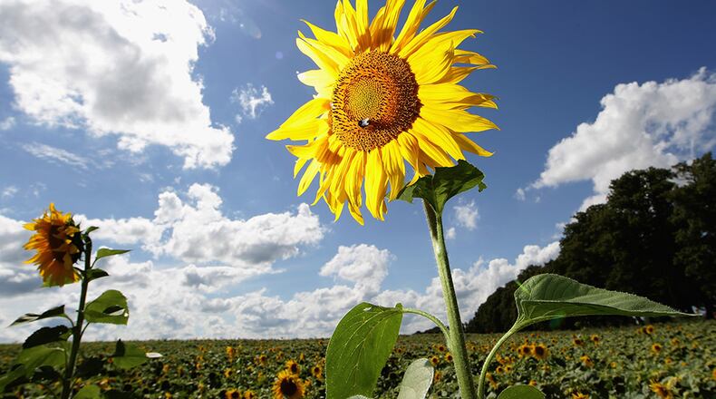Photo by Andreas Rentz/Getty Images