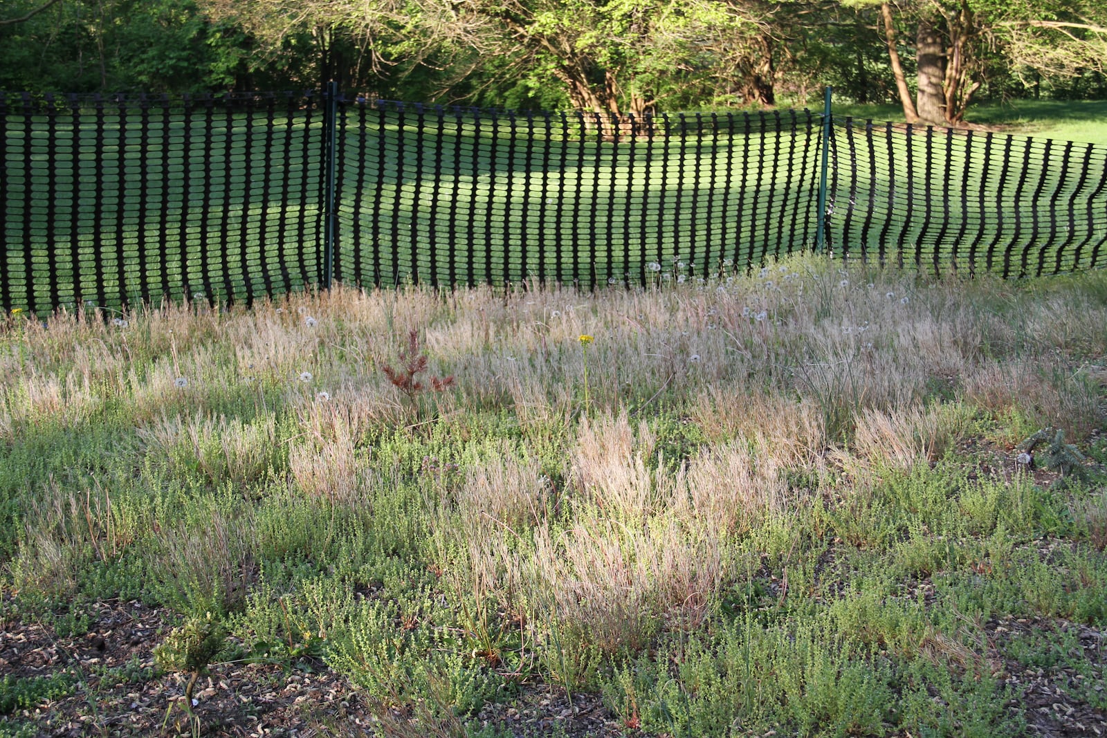 Eliminate weeds before they go to seed.  Pictured is a bed of hairy bittercress (brown plant), a winter annual that spreads prolifically by seed.
