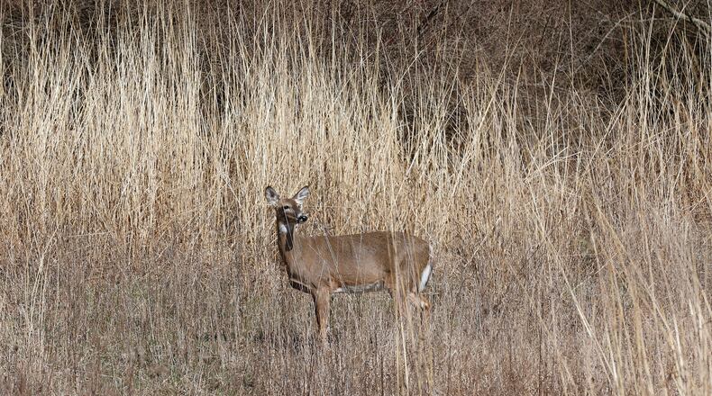 A deer nearly blends into the tall grass it was standing in Thursday, March 9, 2023 at Buck Creek State Park. BILL LACKEY/STAFF