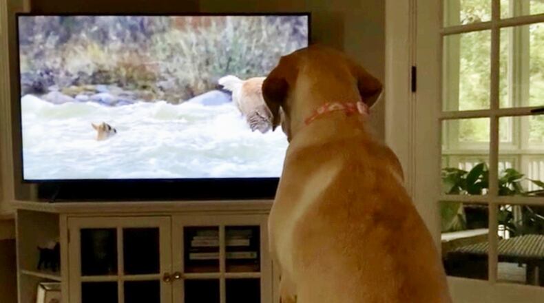 Lab Addie watching a nature show. LAUREN JACK/CONTRIBUTED