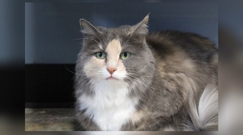 An elderly lady showed up at Paws Animal Shelter about an hour before we opened. She had a carrier with a cat in it, and when nobody came to the door, she sat the carrier on the bench and covered it up with a blanket. Our manager saw her and met her in the parking lot. The woman said her husband wasn’t doing well and she had to get rid of the cat. She said if we didn’t take the poor cat, she was going to just put her outside (and Maggie Mae is front paw declawed). Obviously we felt we had to take her in, even though our adult cat rooms are all full. She’s a beautiful cat, and she is now being let out in the room. Maggie Mae comes up to our staff and visitors to be petted, but she’s not a fan of her feline roommates. She would do best as an only cat. Come visit her at 1535 West U.S. Highway 36, Urbana. Check out Paws at pawsurbana.com, on Facebook at facebook.com/paws.urbana, on Petfinder at petfinder.com or call 937-653-6233. Paws is in need of volunteers and foster homes. CONTRIBUTED