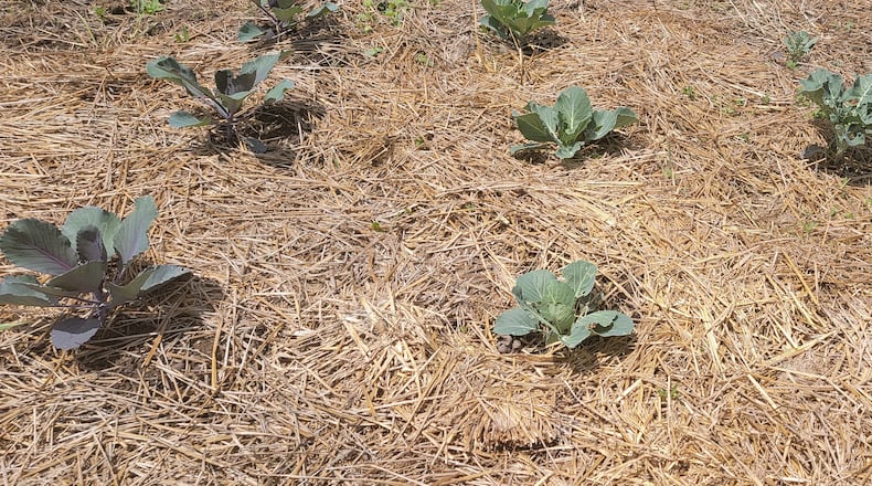 Straw can be used as a mulch to help hold moisture in the soil and prevent weeds.