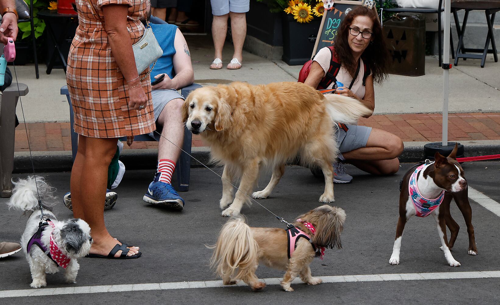 090624 Dog Days of Summer SNS