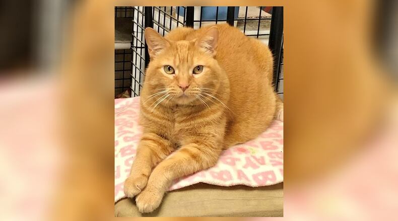 Peaches is a beautiful 9-year-old orange female. She is as sassy as she is sweet. Peaches gets along fine with our other female cats, but she’s not so crazy about the males. She does like to sit on your lap to be brushed. Peaches is our official greeter when you come in the front door. Come visit her today at the Paws Animal Shelter, 1535 West U.S. 36, Urbana. Check out PAWS at www.pawsurbana.com, on Facebook at www.facebook.com/paws.urbana, on Petfinder at petfinder.com or call 937-653-6233. PAWS is in need of volunteers and foster homes. CONTRIBUTED
