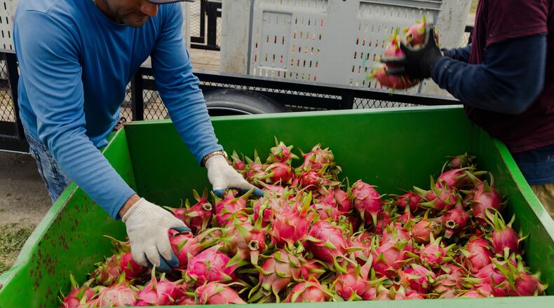File - Workers sort dragon fruits at the South Florida Dragon Fruit Association in Miami, Fla., on Sept. 17, 2022. Dragon fruit is a vining epiphytic cactus known as Pitaya and is a super fruit indigenous to Central and South America. (Alfonso Duran/The New York Times).