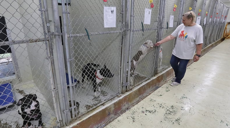 Amy Steiger, lead kennel assistant at the Clark County Dog Shelter, stops to play with one of the dogs Friday. BILL LACKEY/STAFF